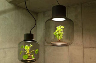 lampadas-cultivam-plantas-827x433